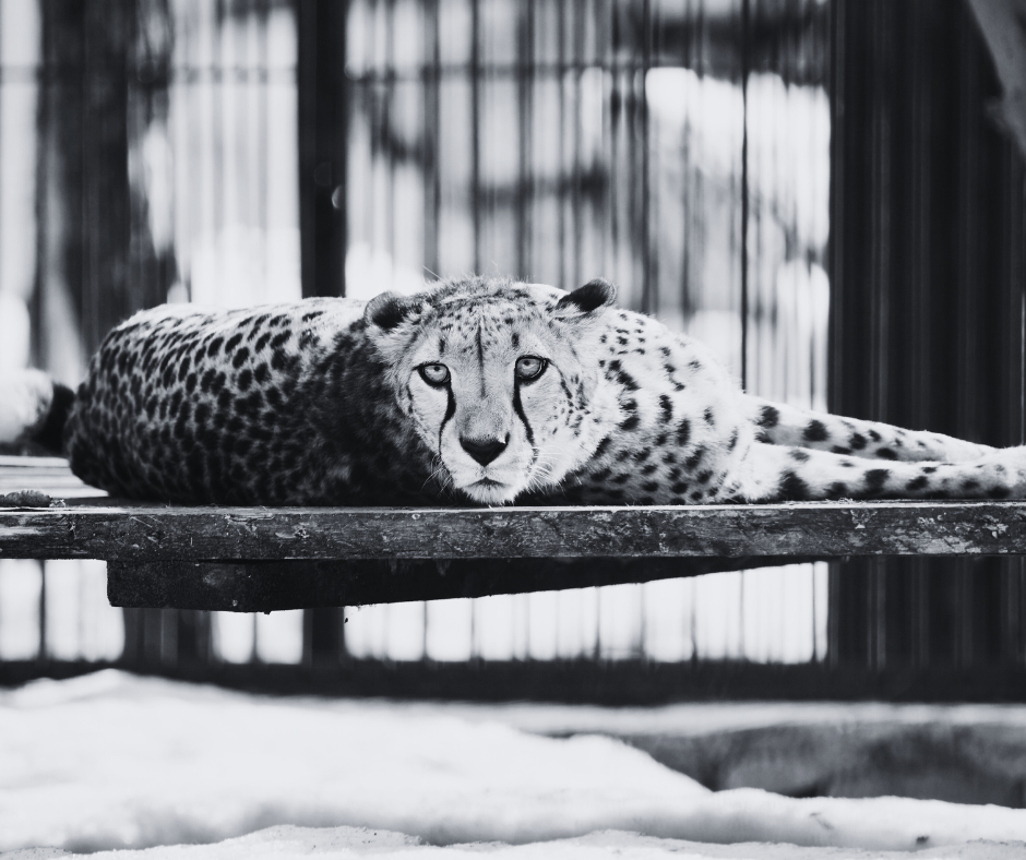 cheetah cage